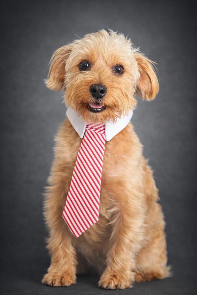 Baxter wearing a white collar and red striped tie